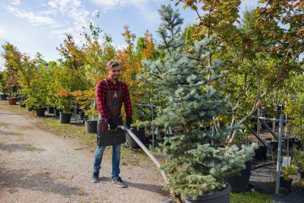 Tree Removal for Businesses in Collinsville, VA